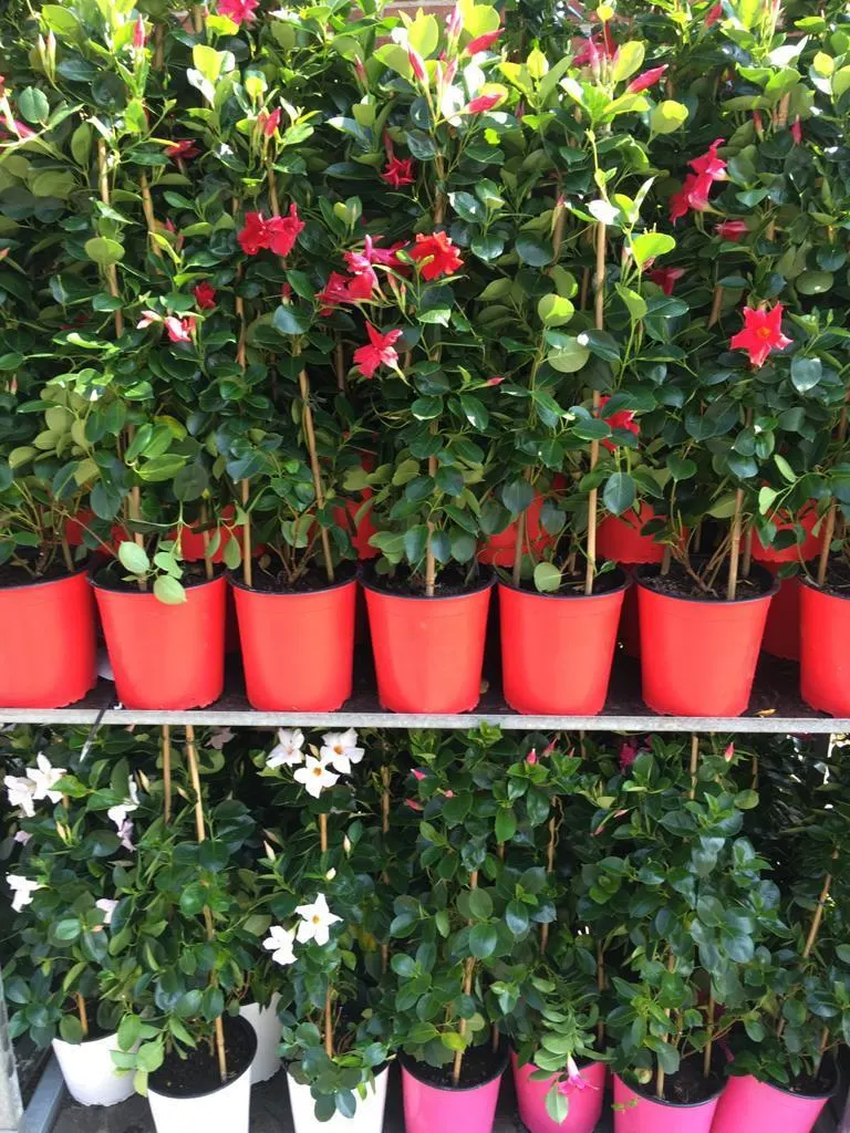 Zelf uitgezochte eenjarigen en hangpotten bij Tuincentrum de Vuurdoorn